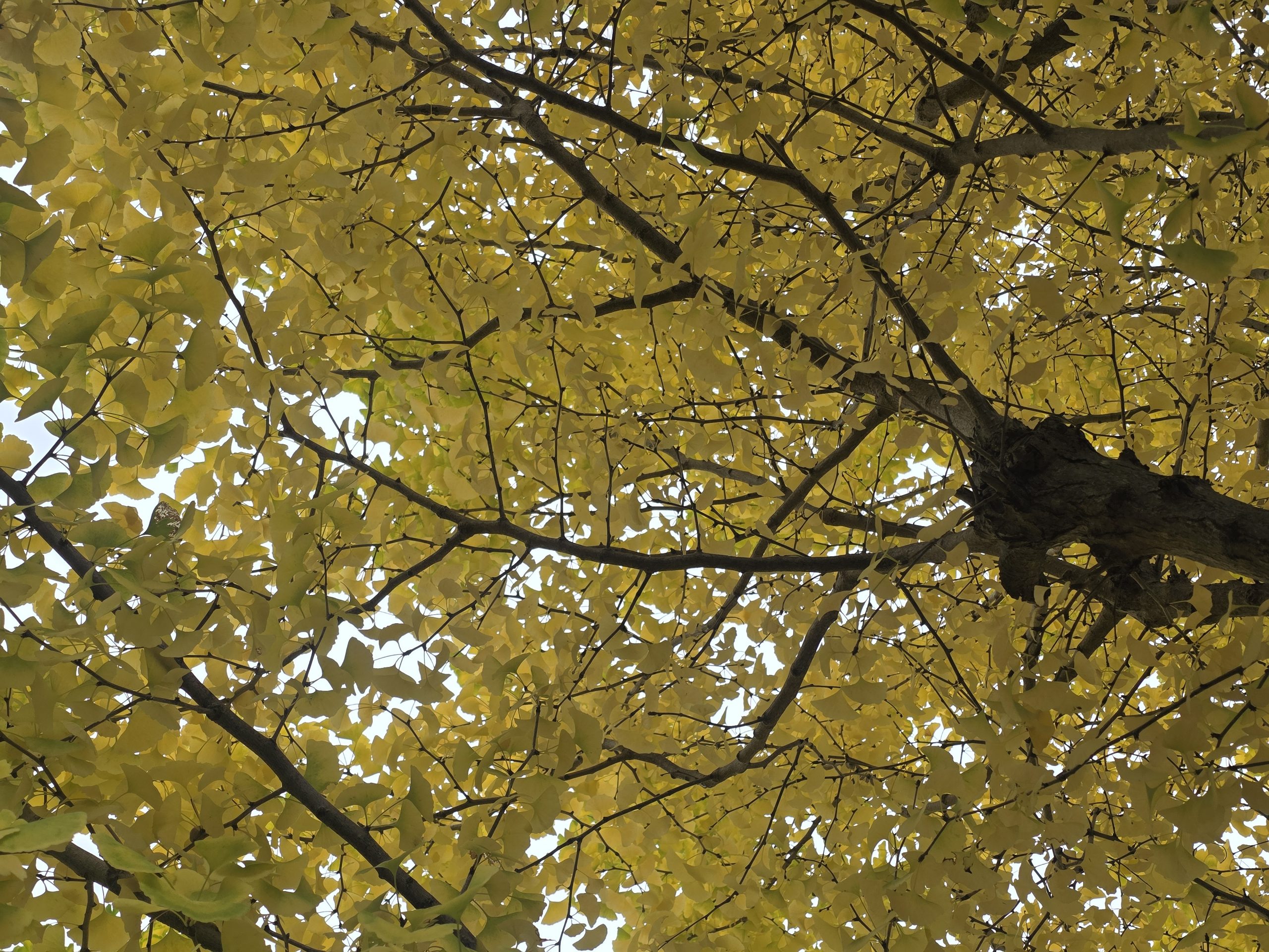 11月15日（土）中3絶賛早呼び中