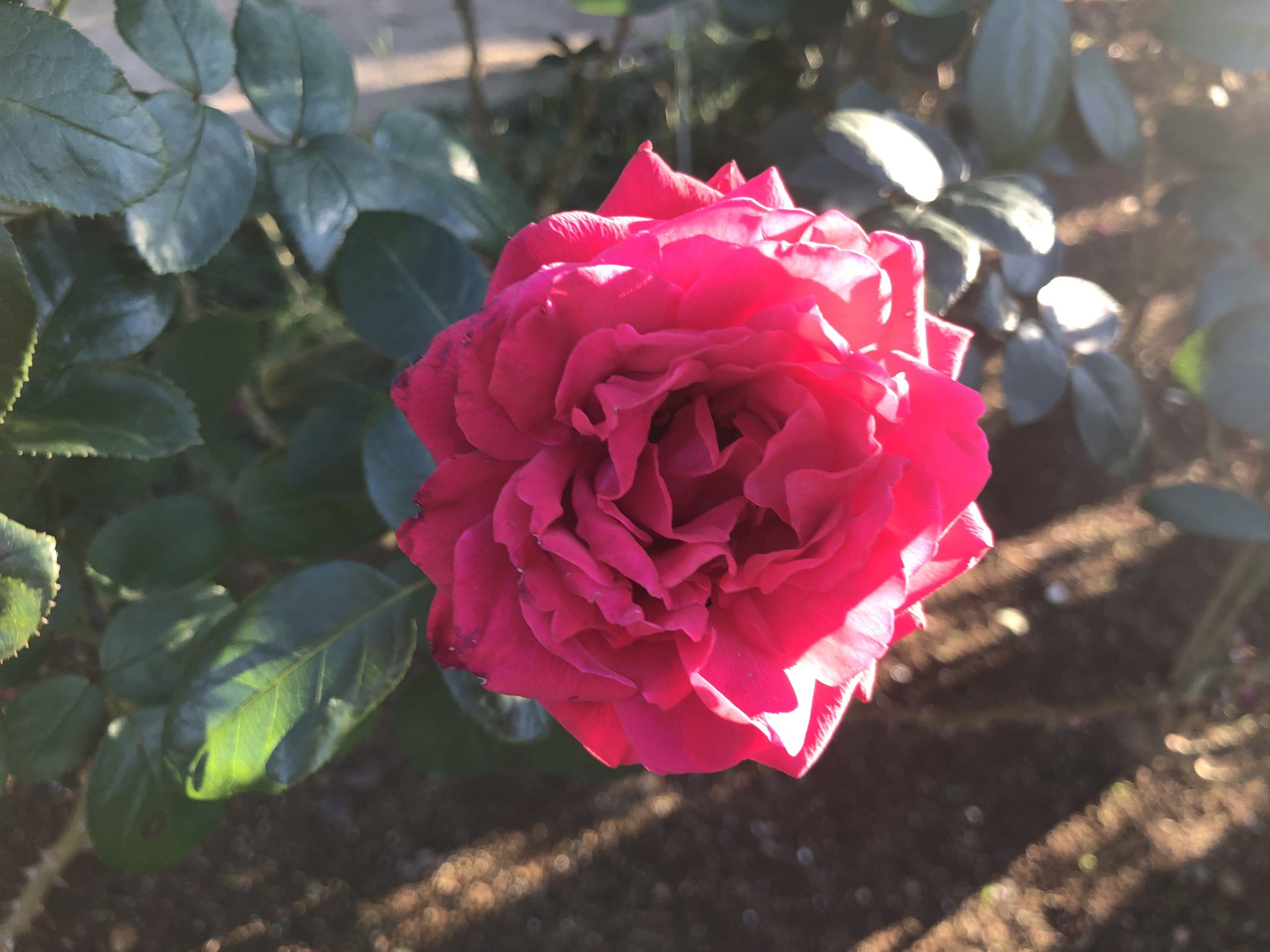 #AsakusaBashi-Catch#【217】さと散歩♪①