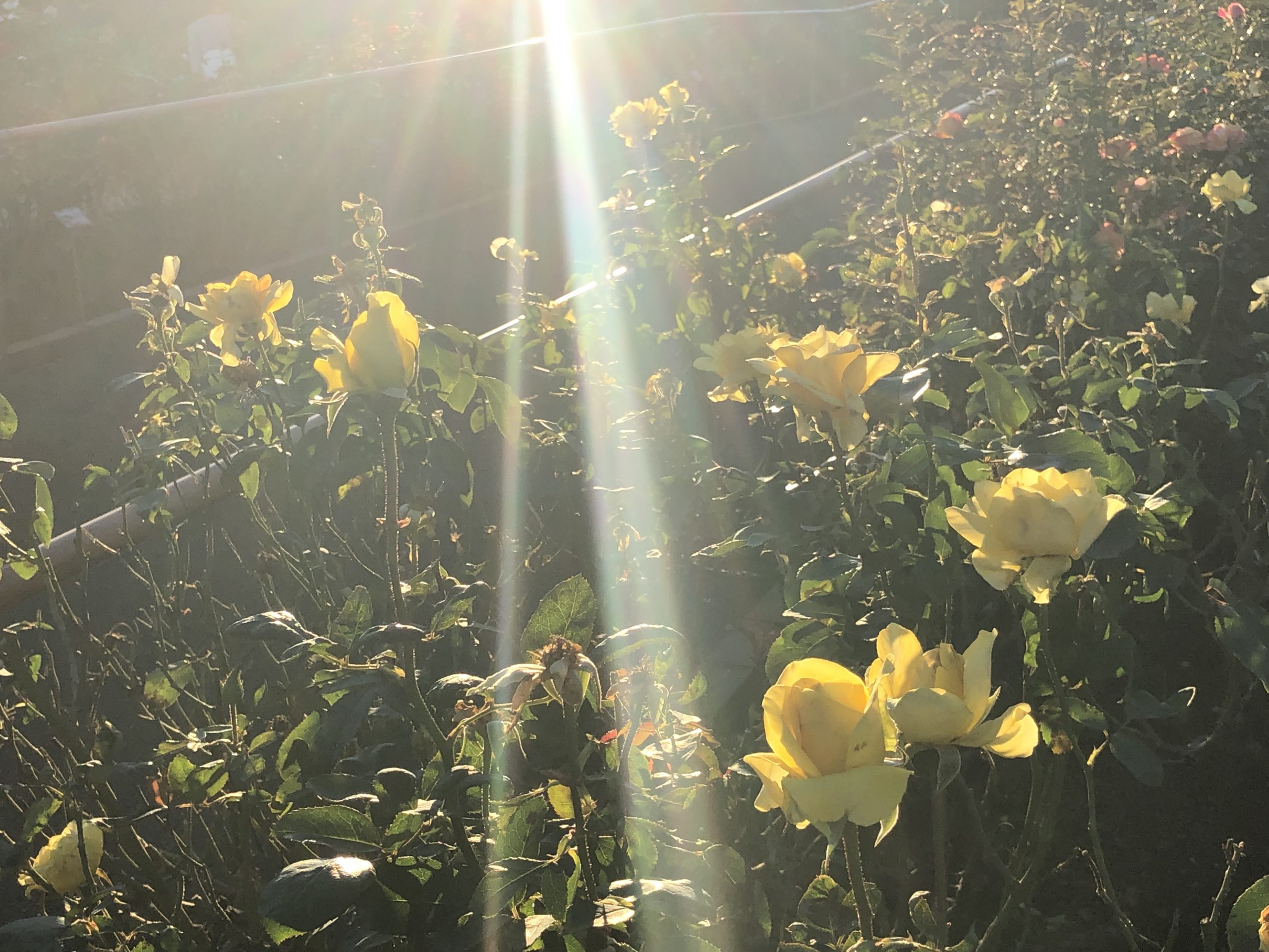 #AsakusaBashi-Catch#【218】さと散歩♪②