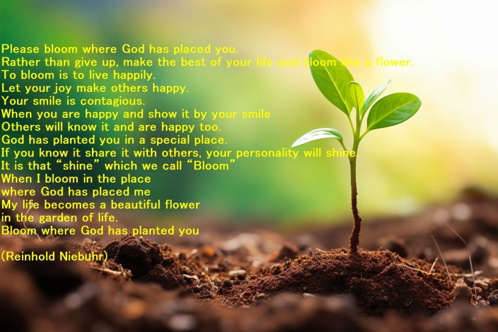 蒔かれたところで咲きなさい