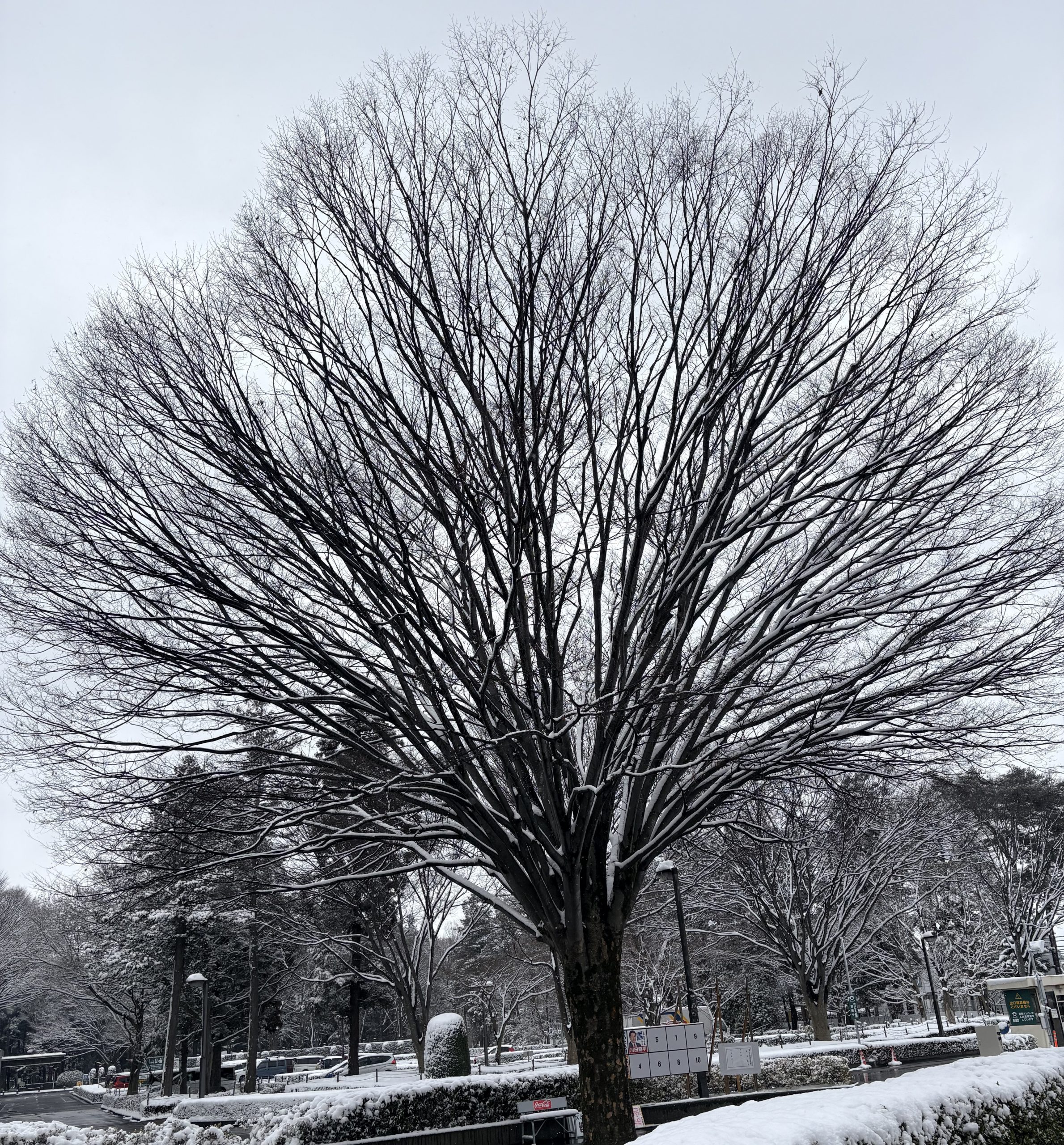 中学入試合格速報