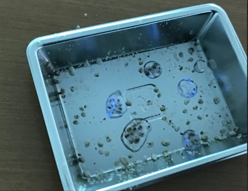 ふしぎ教室（発光サイエンス）