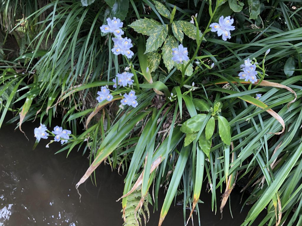 公園の花 シャガ 花言葉は 決心 です 公式 進学塾のena 中学 高校受験を中心に大学受験まで対応