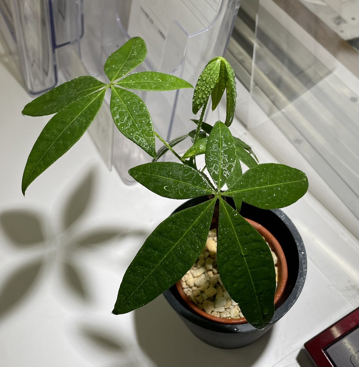 【ena吉祥寺】校舎ブログ６１　次の小４学判、理科は「植物」！