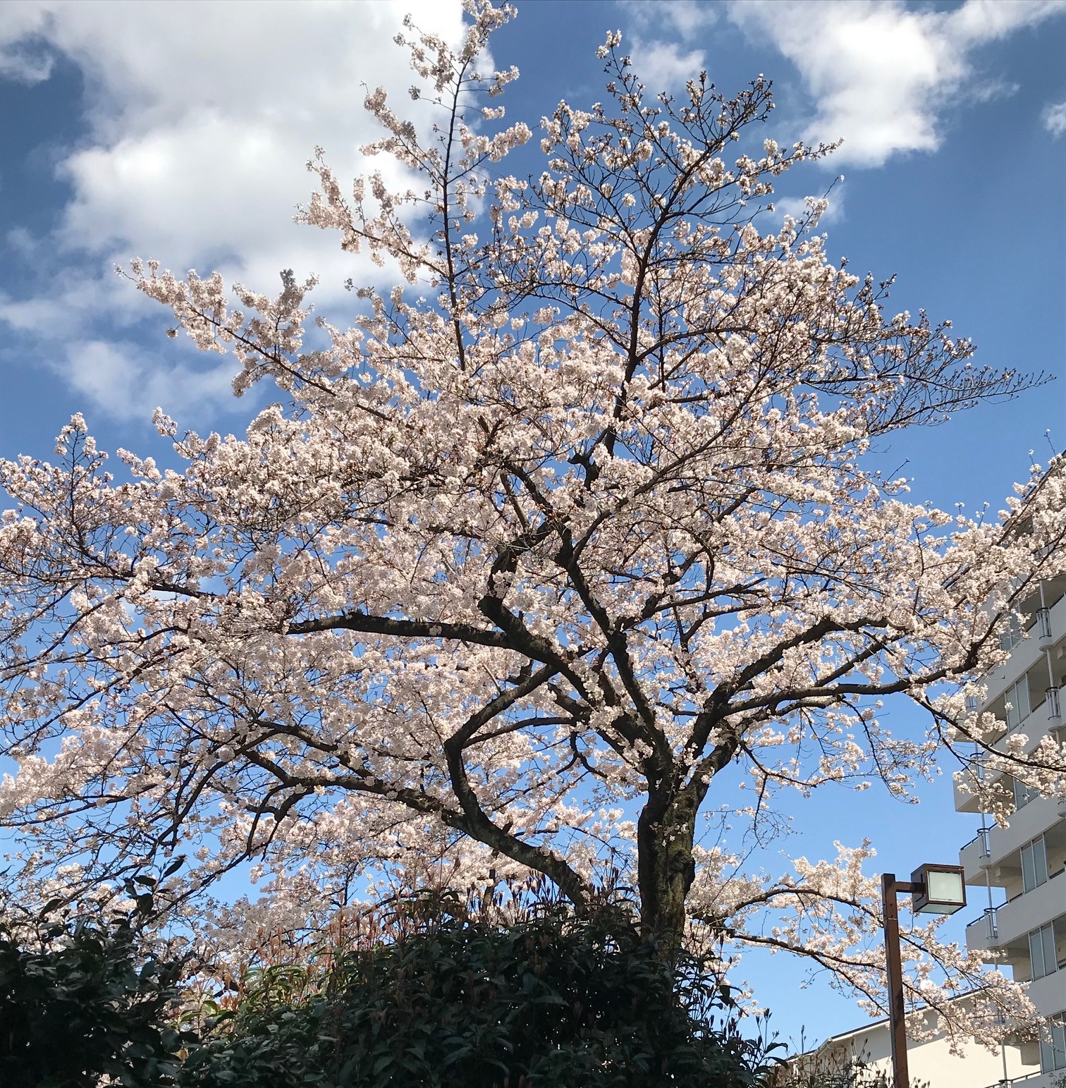 【蕨通4.25】埼玉公立入試振り返り＆新入試制度