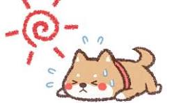●The dog days●